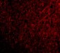 TSLP Antibody